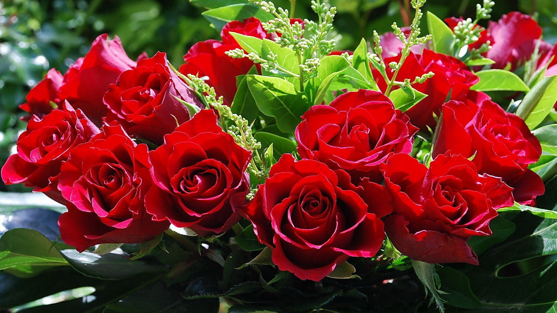 Обои Роза, цветковое растение, сад роз, растение, красный цвет в разрешении 1920x1080