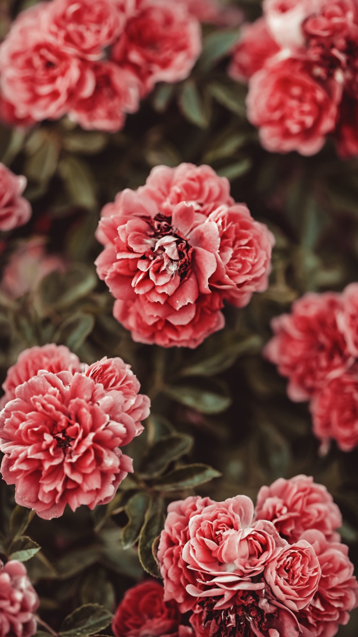 Обои гибридная чайная роза, сад роз, цветок, растение, белые в разрешении 720x1280