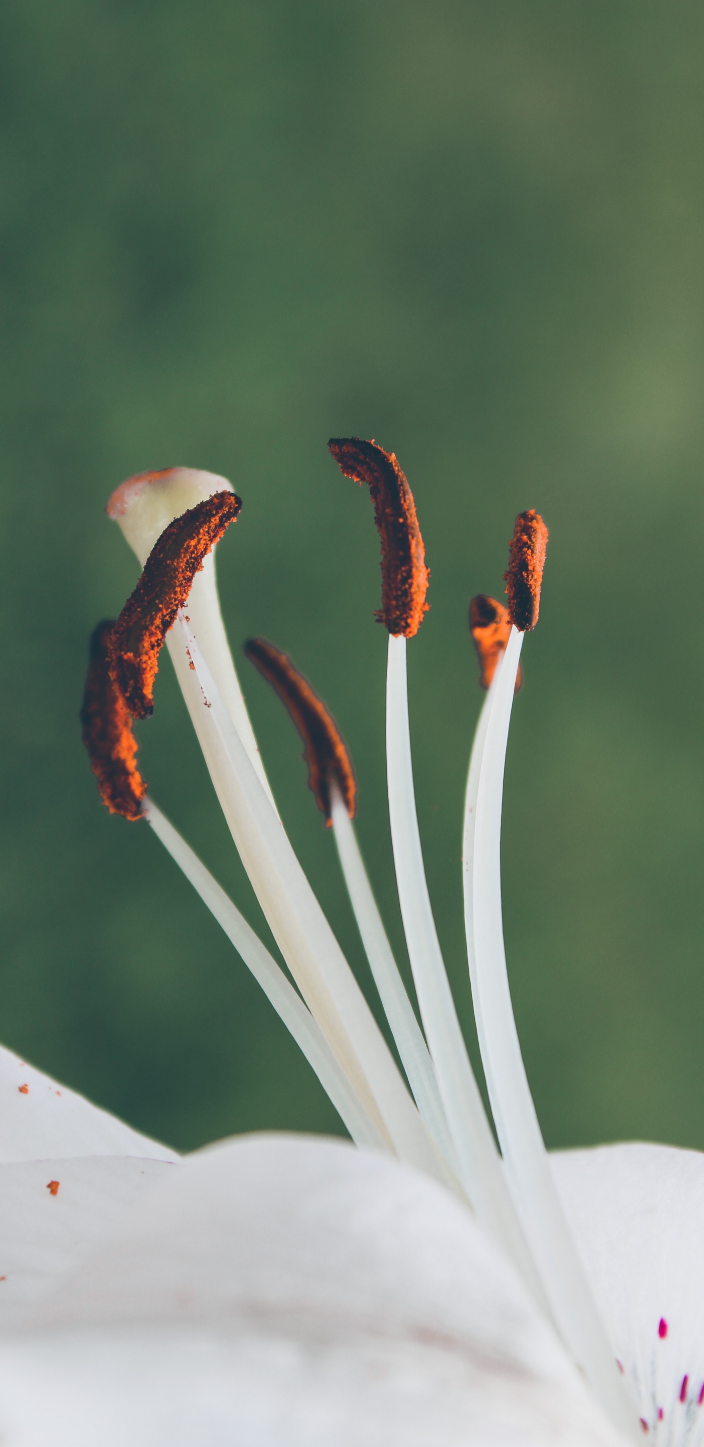 Обои цветок, растение, ботаники, стебель растения, цветковое растение в разрешении 1440x2960