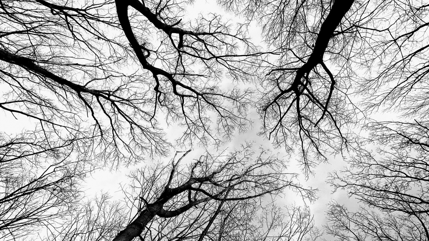 Обои дерево, черный и белый, прут, атмосфера, природный ландшафт в разрешении 1366x768