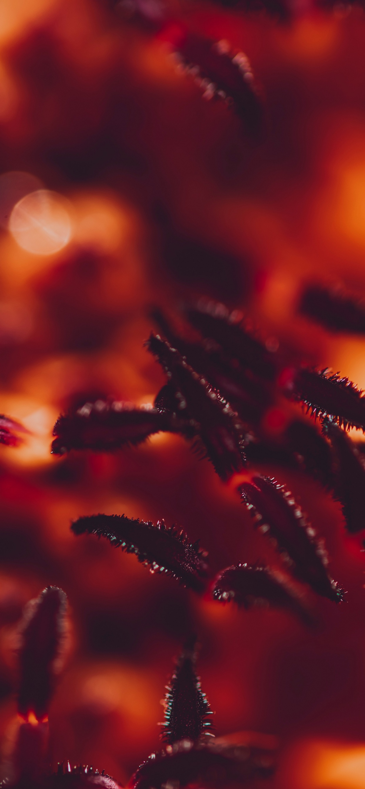 Обои красный цвет, Апельсин, вода, растение, цветок в разрешении 1242x2688