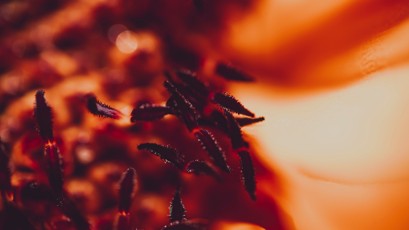 Обои красный цвет, Апельсин, вода, растение, цветок в разрешении 1366x768