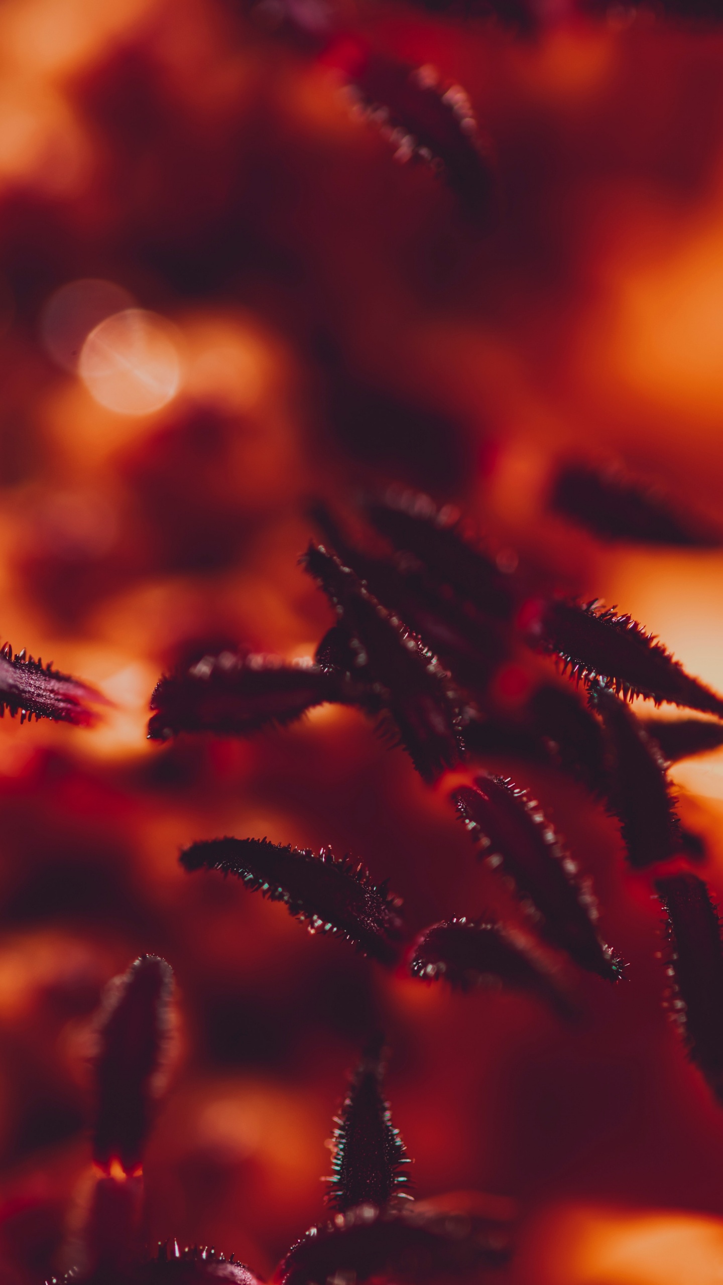 Обои красный цвет, Апельсин, вода, растение, цветок в разрешении 1440x2560