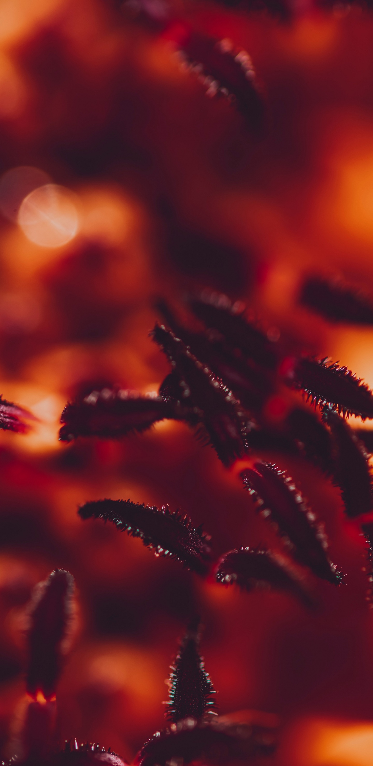 Обои красный цвет, Апельсин, вода, растение, цветок в разрешении 1440x2960