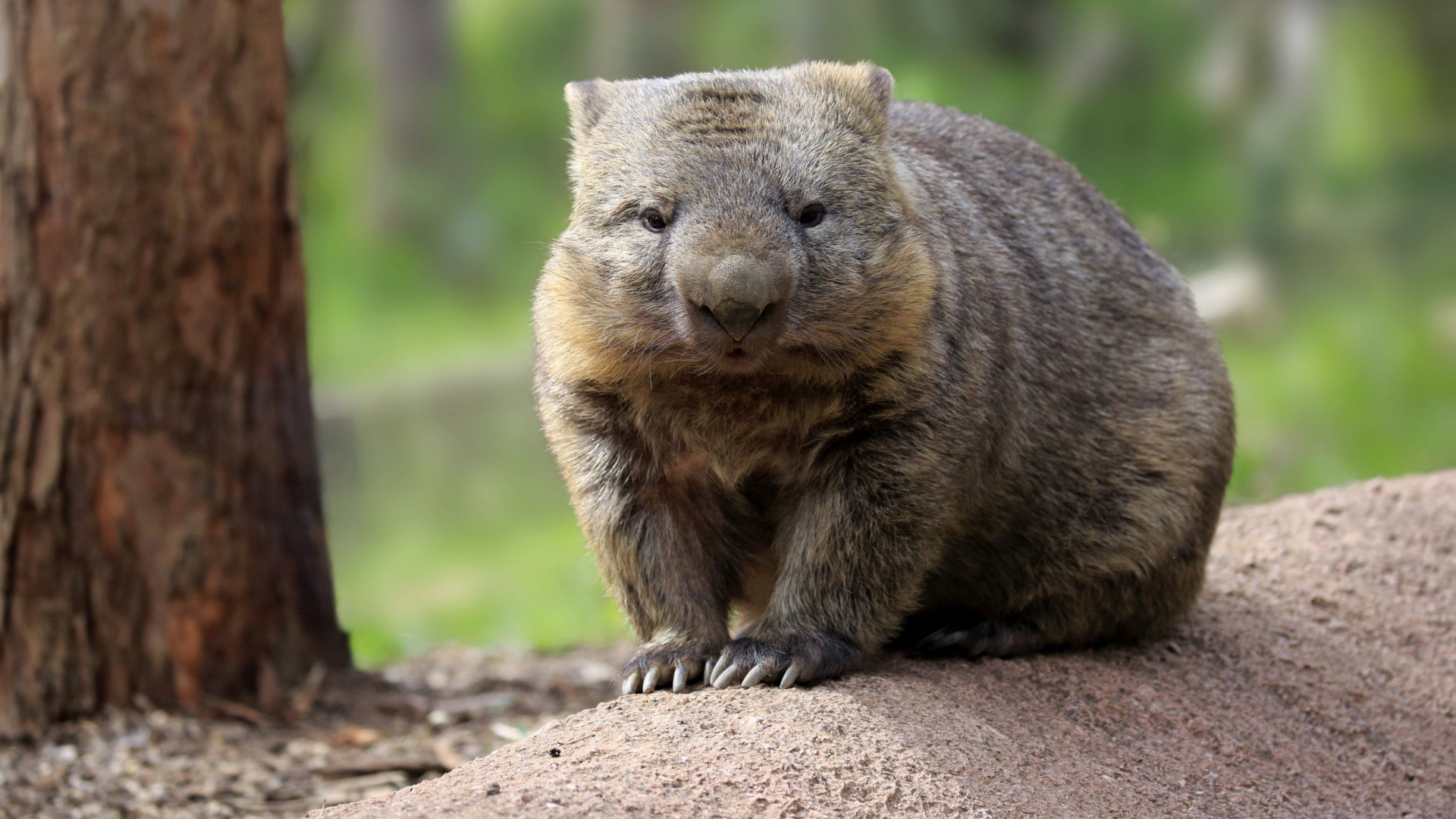 Обои вомбат какает, Коала, наземные животные, вомбат, сумчатое животное в разрешении 1920x1080