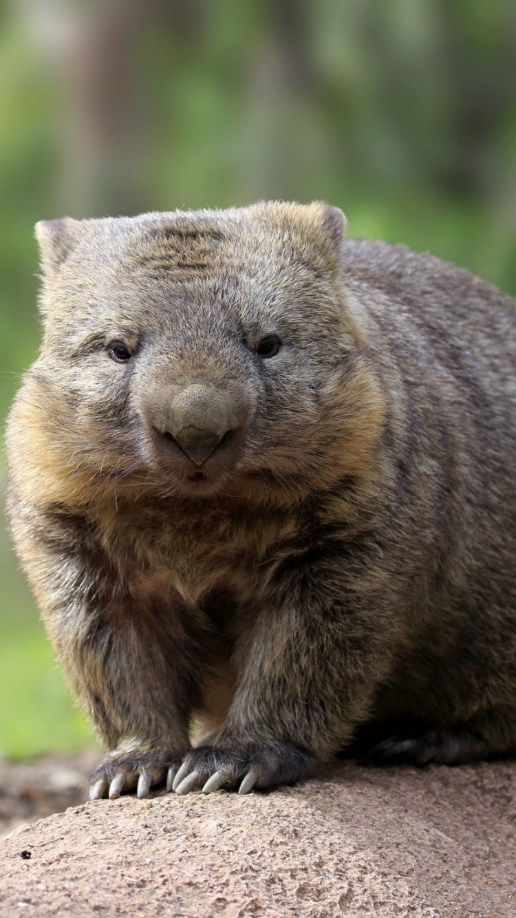 Обои вомбат какает, Коала, наземные животные, вомбат, сумчатое животное в разрешении 750x1334