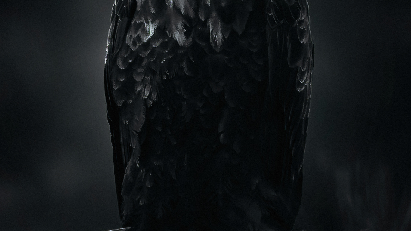 Обои Орел, птица, клюв, орлан, крыло в разрешении 1366x768