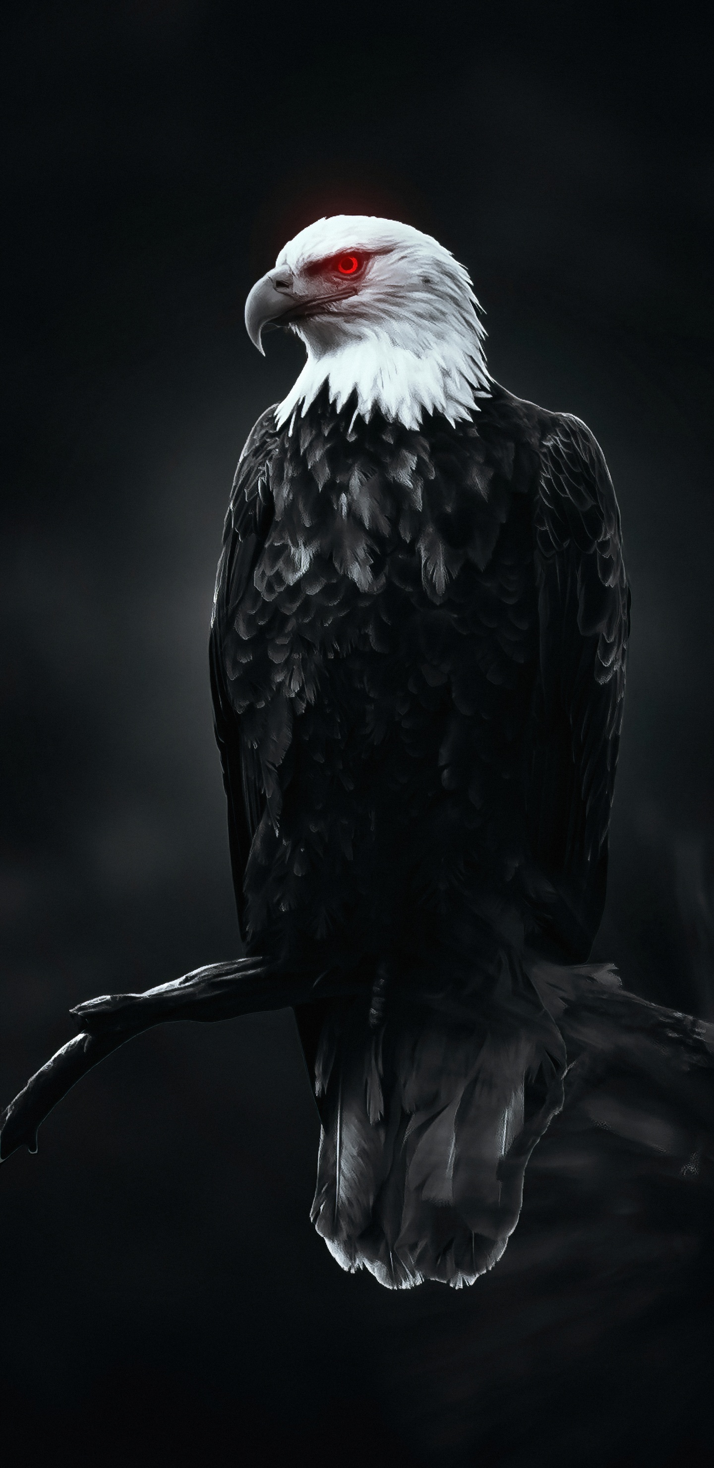 Обои Орел, птица, клюв, орлан, крыло в разрешении 1440x2960