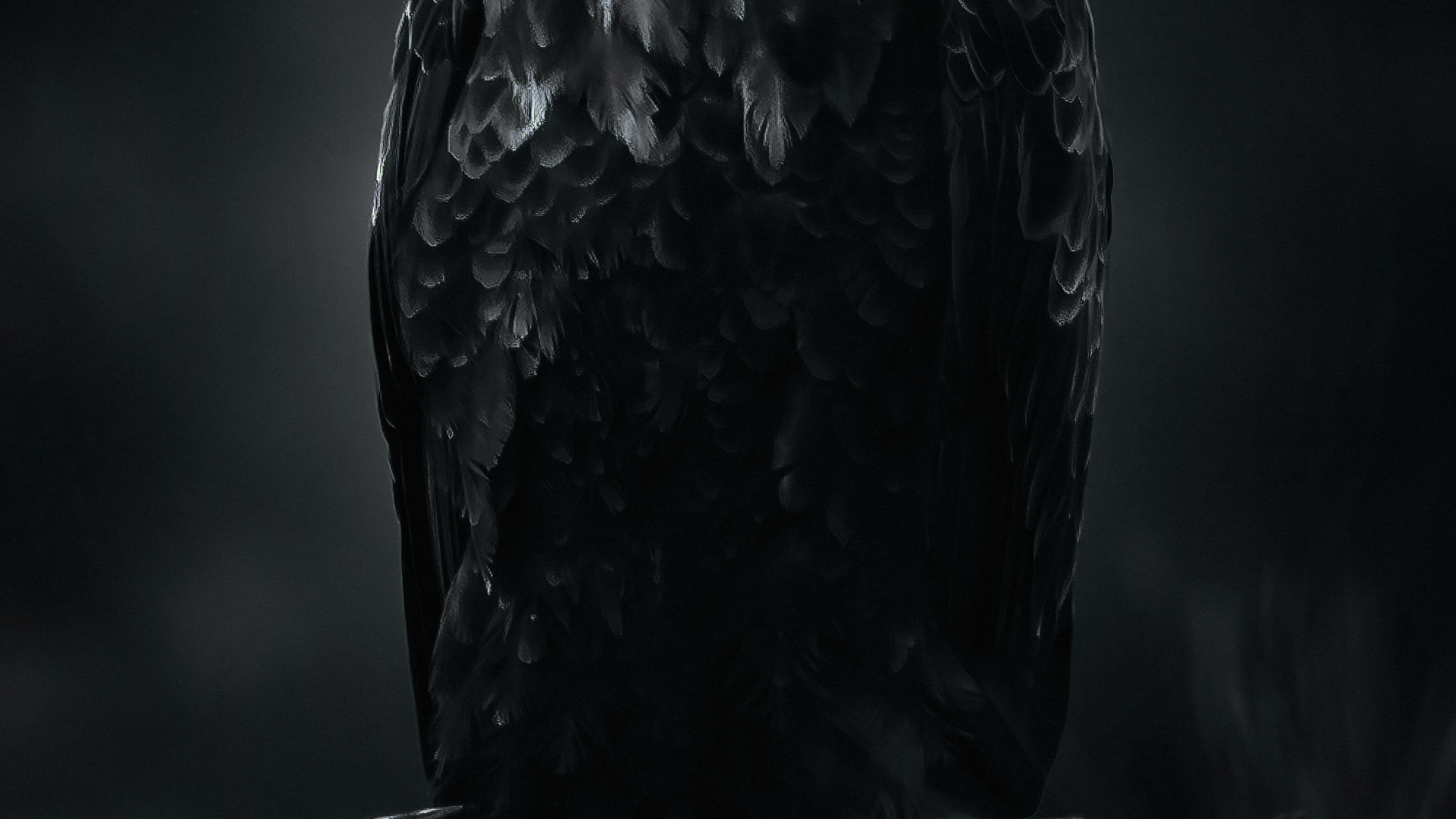 Обои Орел, птица, клюв, орлан, крыло в разрешении 1920x1080