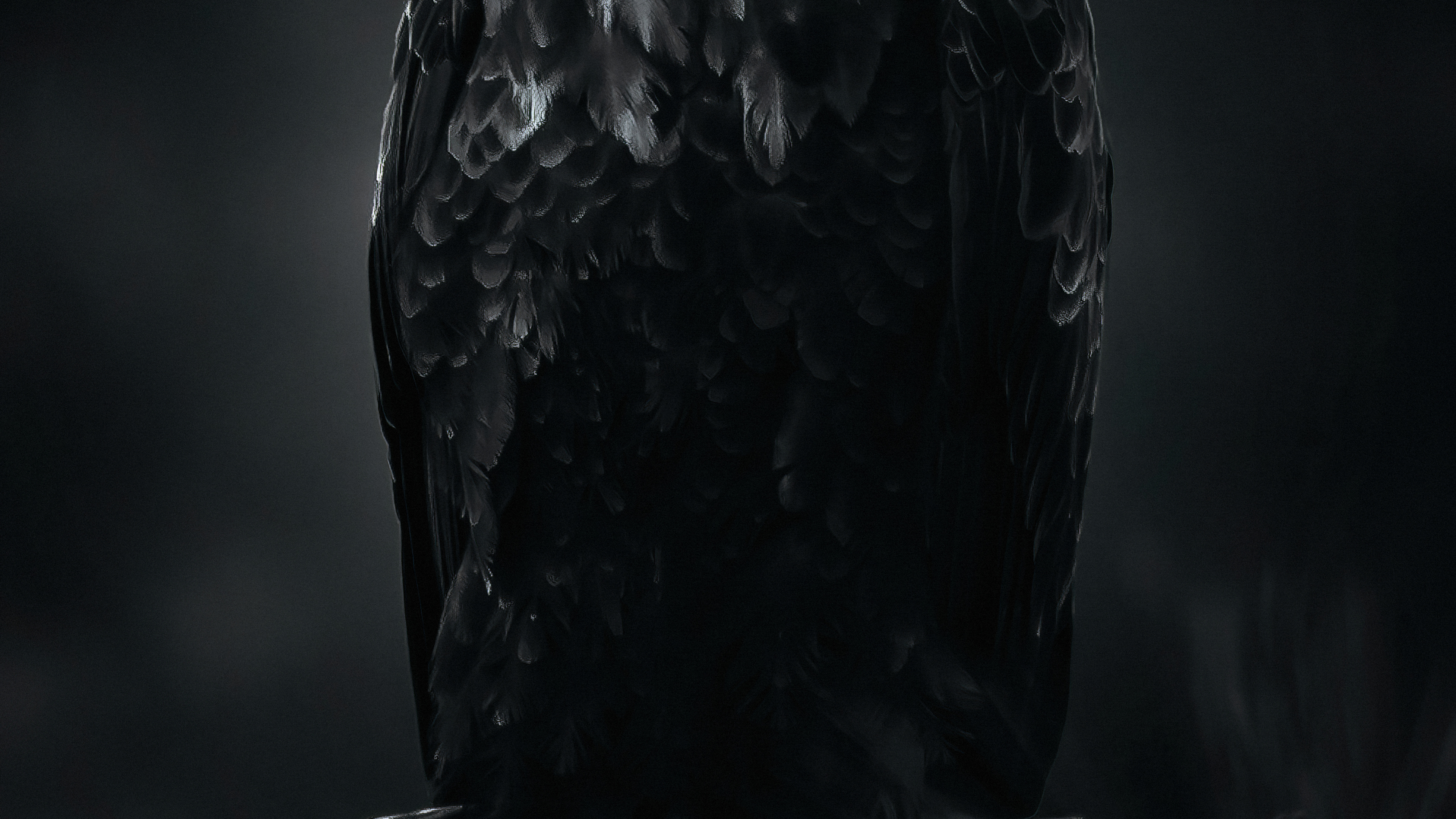 Обои Орел, птица, клюв, орлан, крыло в разрешении 3840x2160