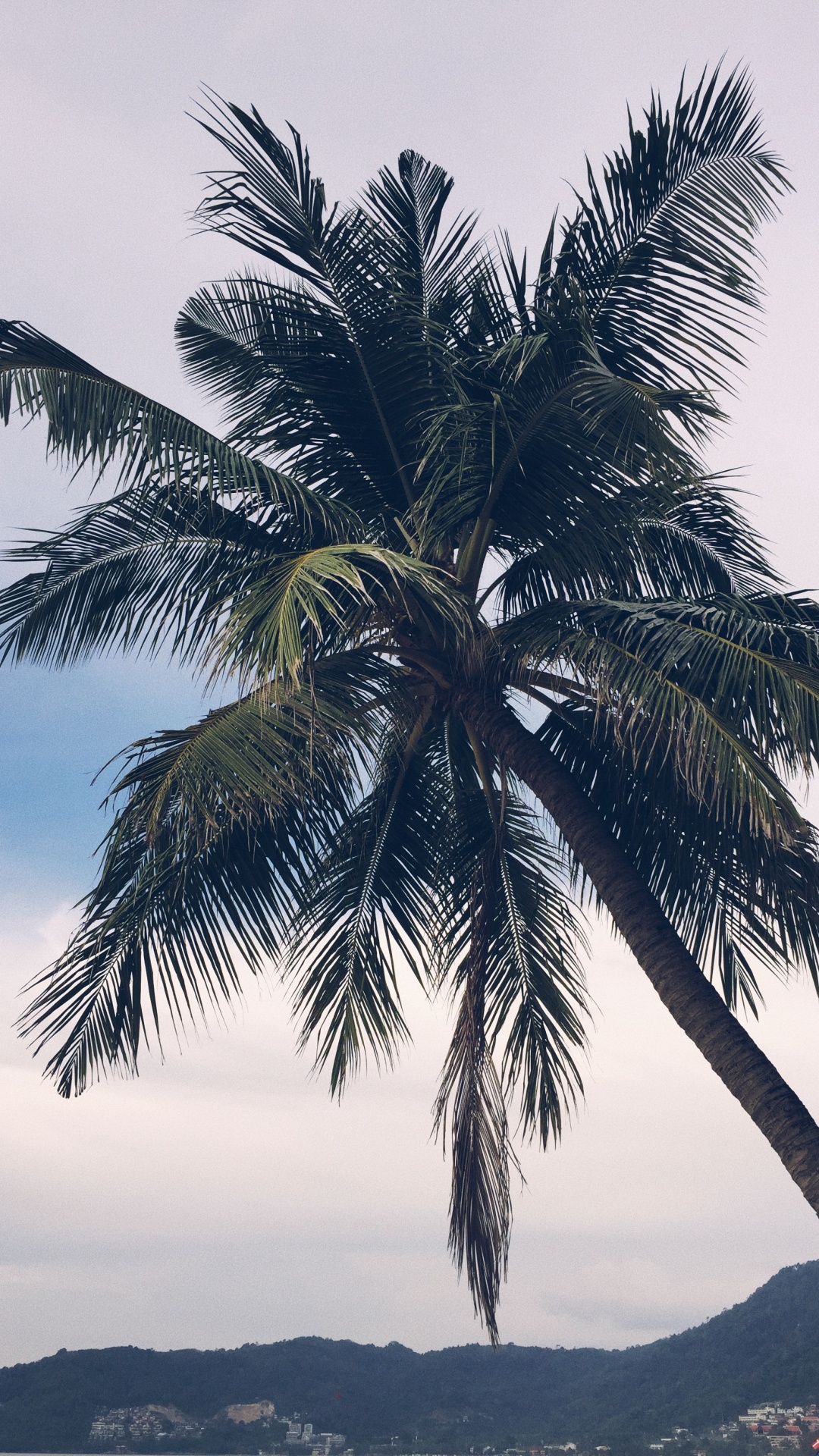 Обои Бабассу, финиковая пальма, рассада, биология, пейзаж в разрешении 1080x1920