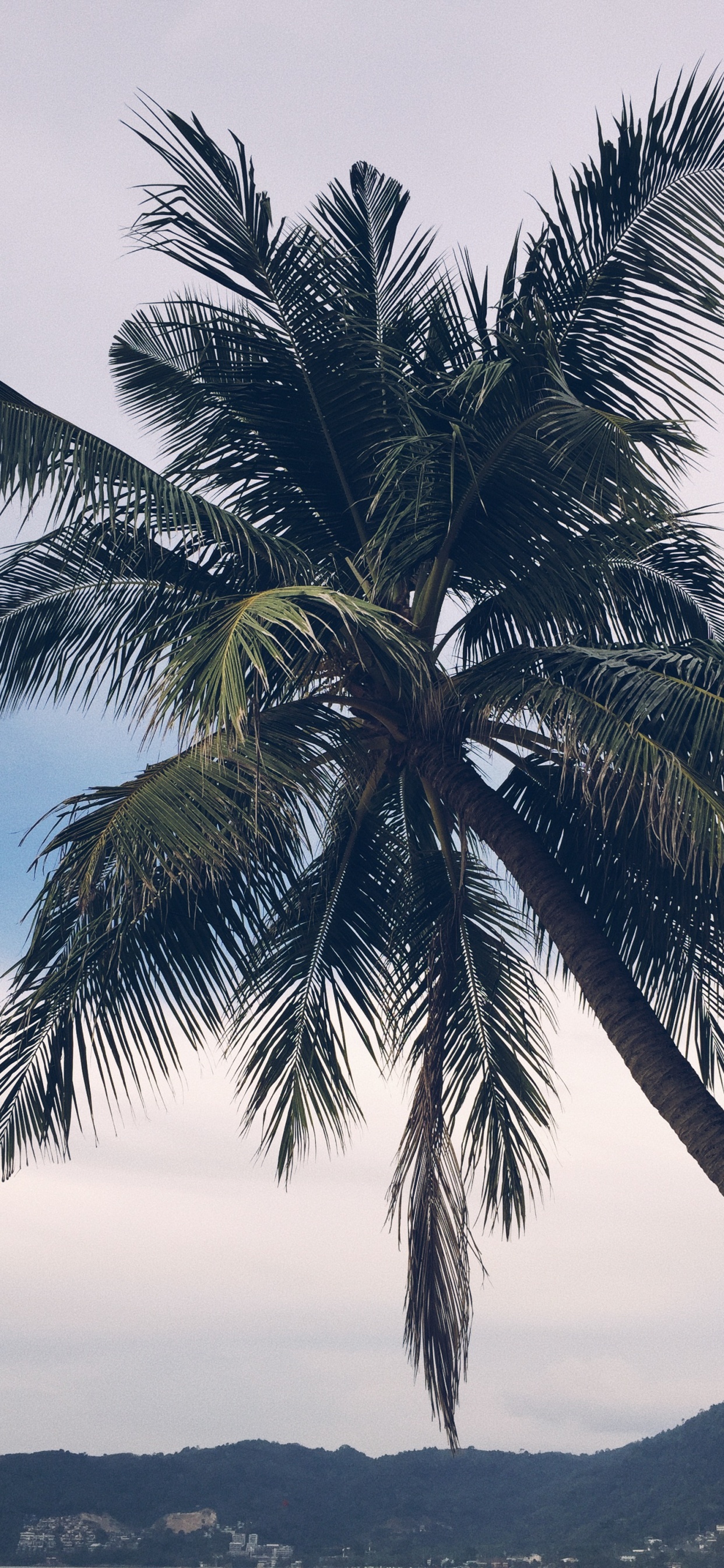 Обои Бабассу, финиковая пальма, рассада, биология, пейзаж в разрешении 1242x2688