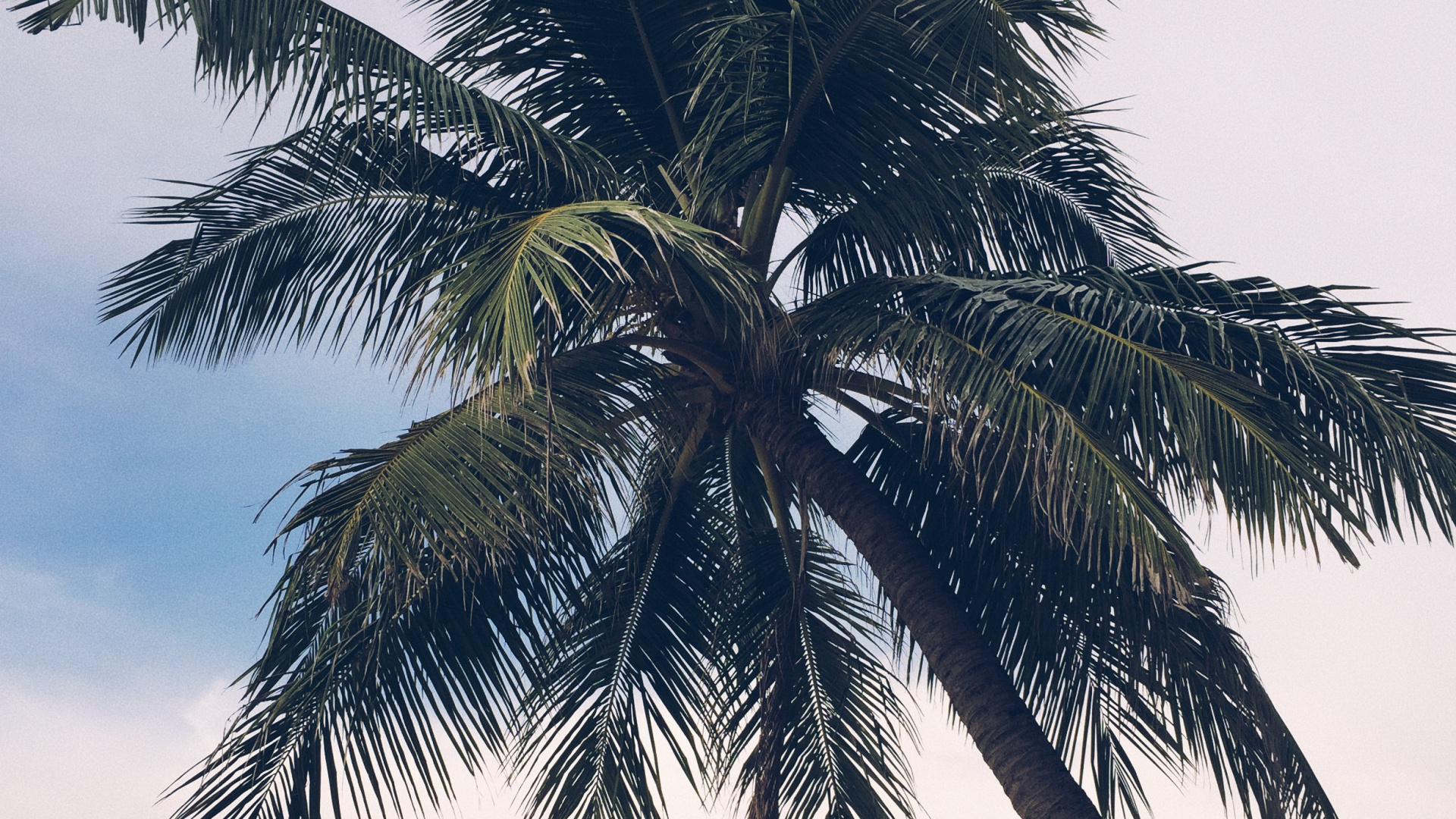 Обои Бабассу, финиковая пальма, рассада, биология, пейзаж в разрешении 1920x1080