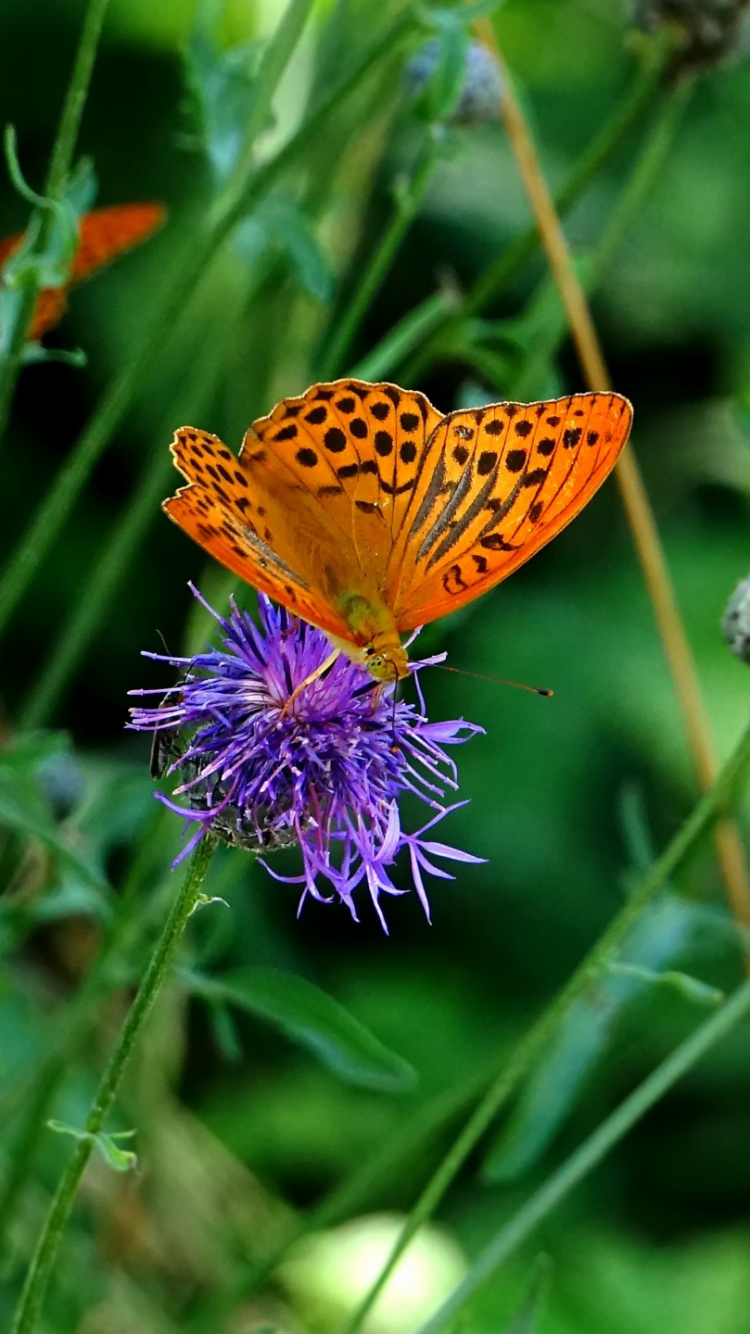 Обои насекомое, бабочка, мотыльки и бабочки, опылитель, беспозвоночных в разрешении 750x1334