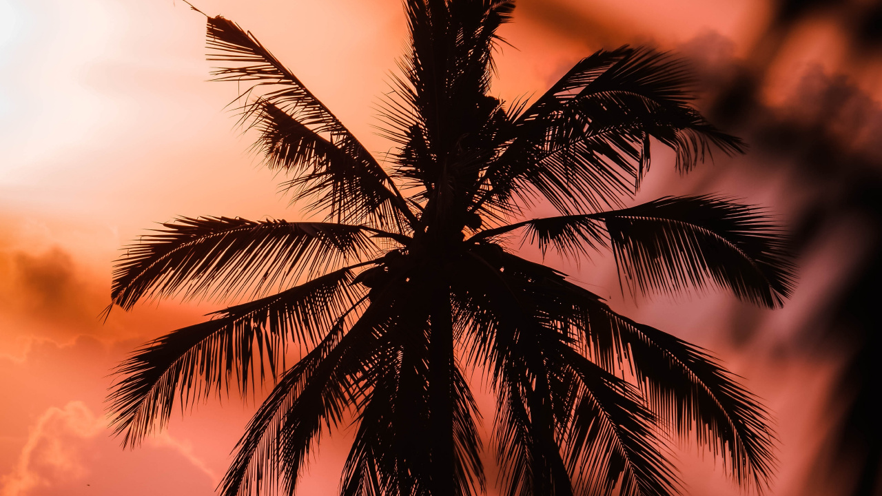 Обои закат, дерево, природа, Пальма, тропическая зона в разрешении 1280x720