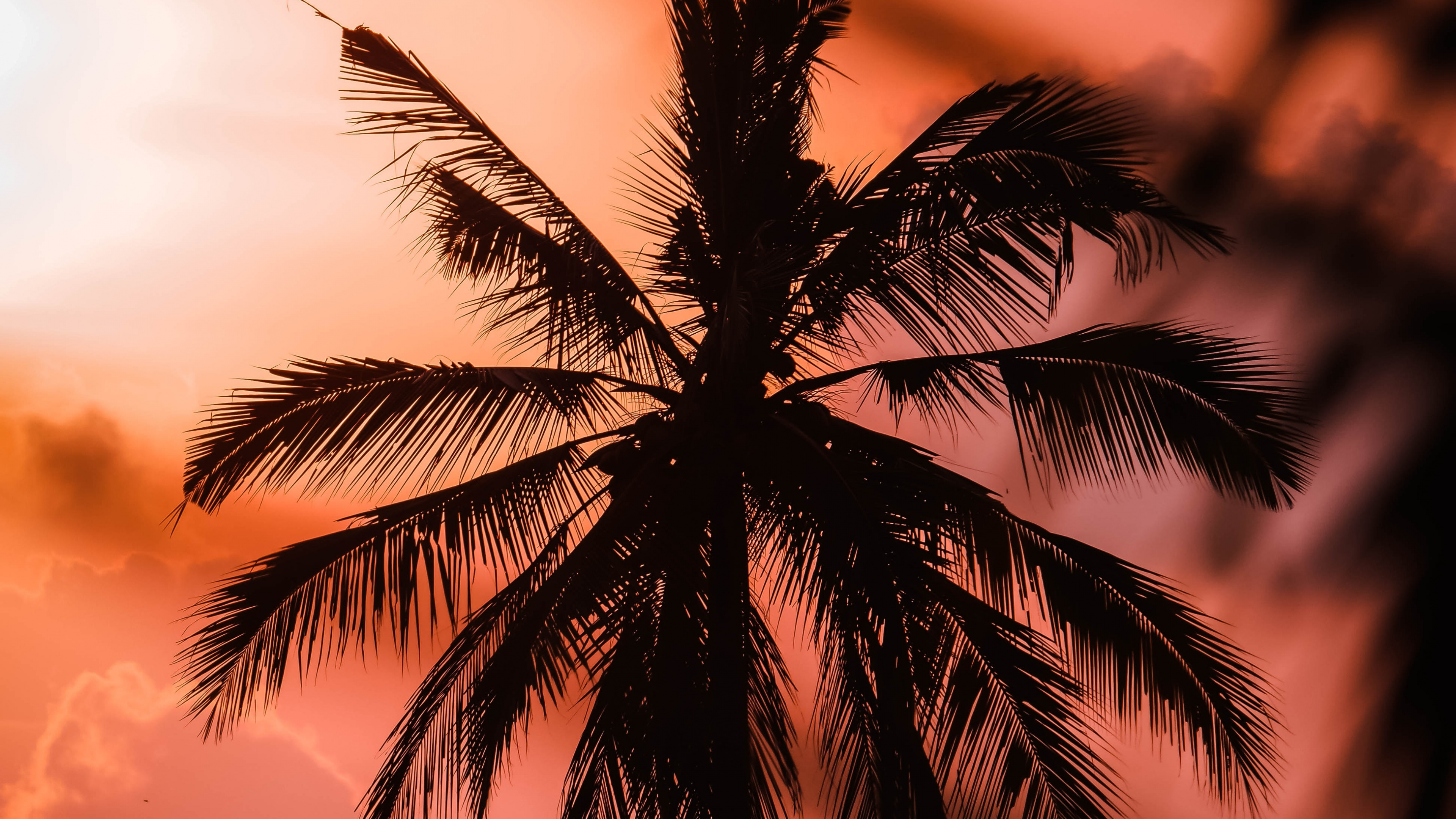 Обои закат, дерево, природа, Пальма, тропическая зона в разрешении 3840x2160