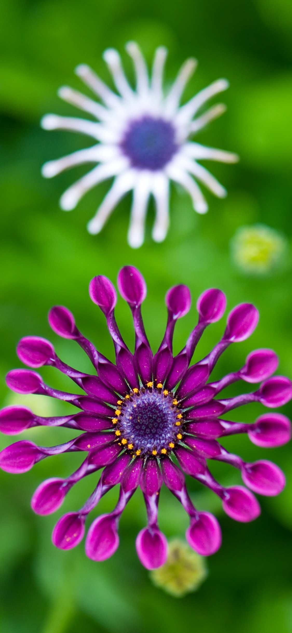 Обои цветок, трансвааль Дейзи, зеленый, лепесток, растение в разрешении 1125x2436