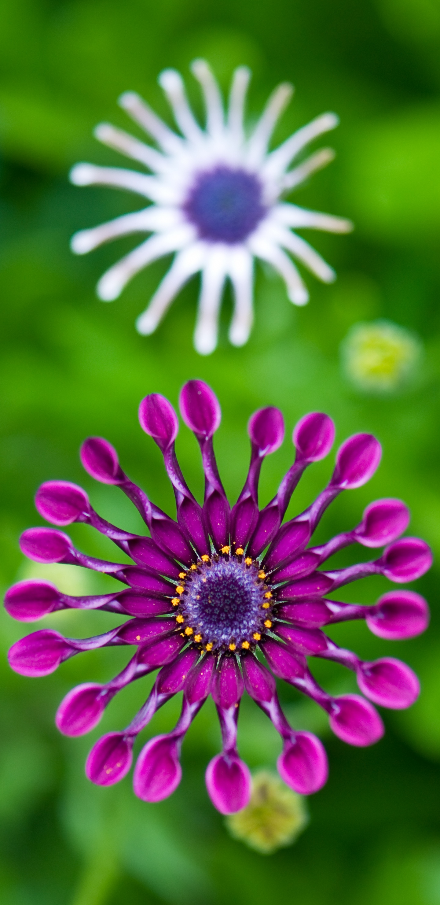 Обои цветок, трансвааль Дейзи, зеленый, лепесток, растение в разрешении 1440x2960