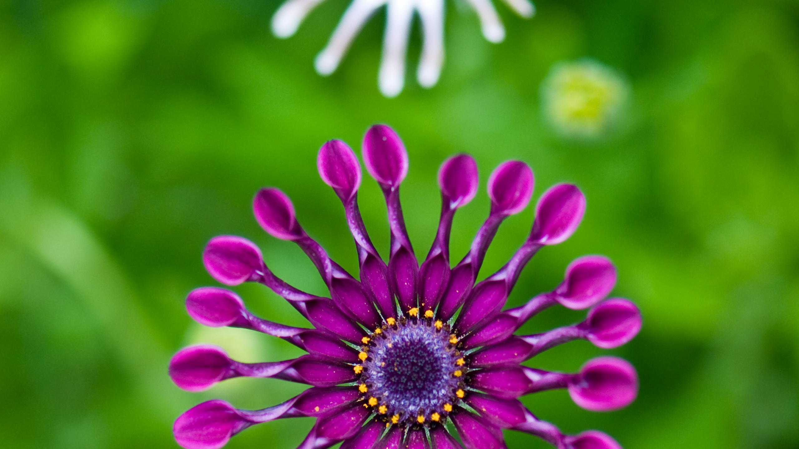 Обои цветок, трансвааль Дейзи, зеленый, лепесток, растение в разрешении 2560x1440