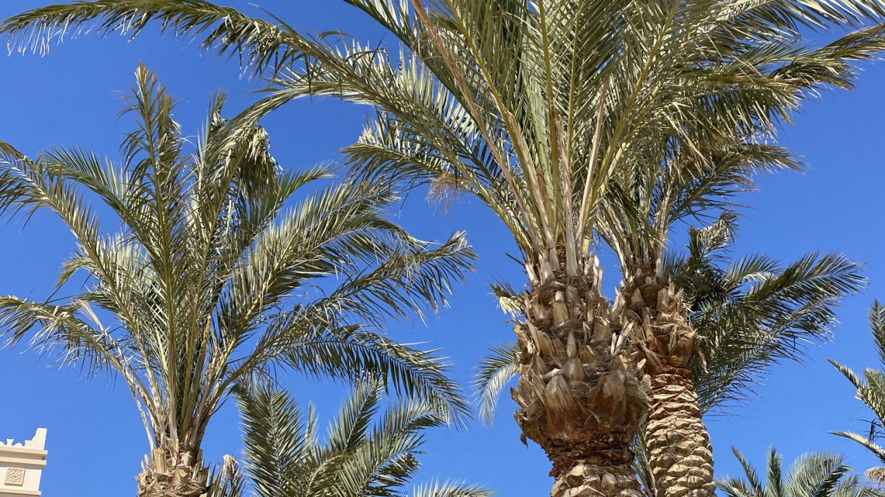 Обои финиковая пальма, Бабассу, пальмовые рощи, дневное время, растение в разрешении 1280x720