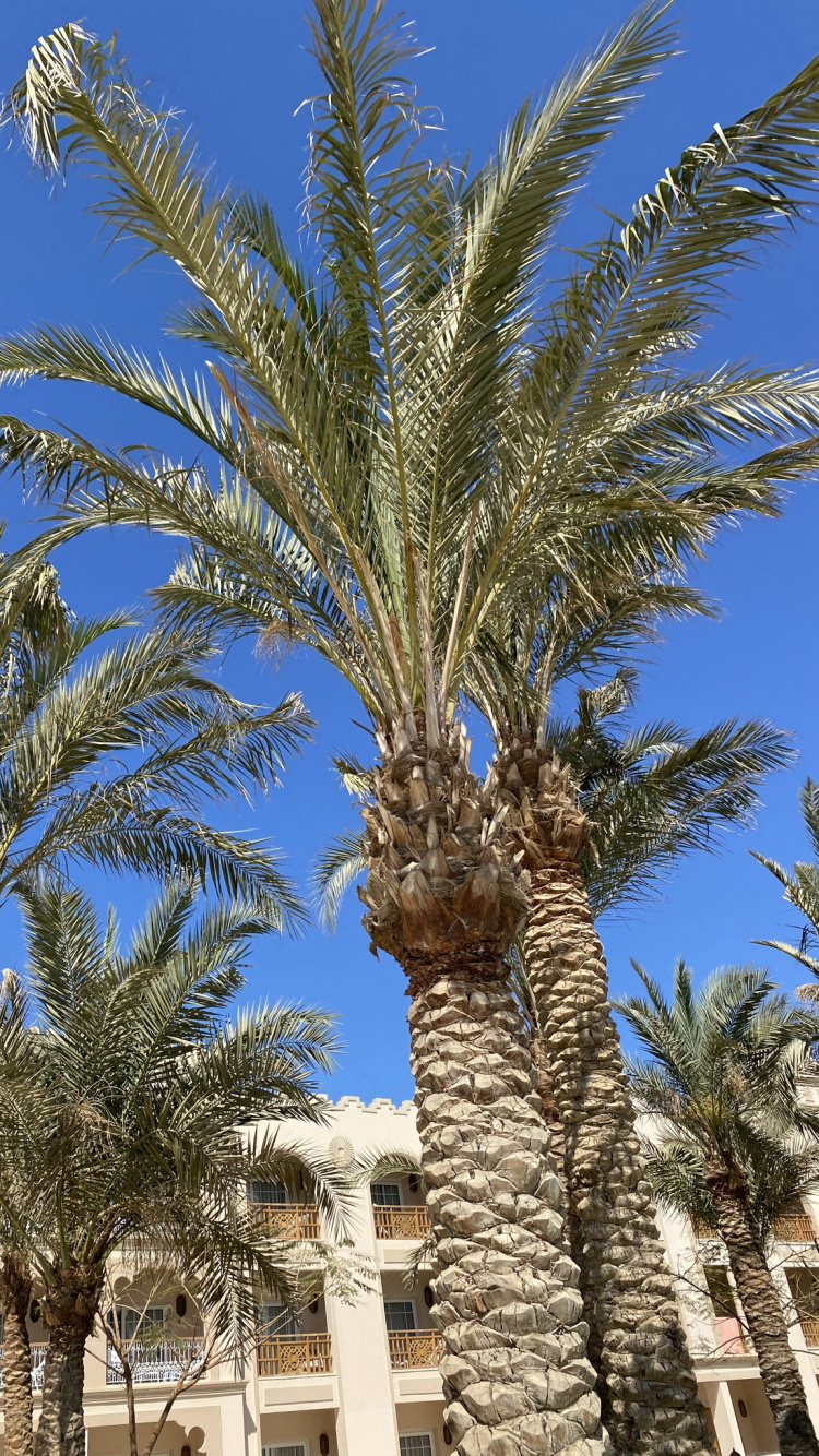 Обои финиковая пальма, Бабассу, пальмовые рощи, дневное время, растение в разрешении 750x1334