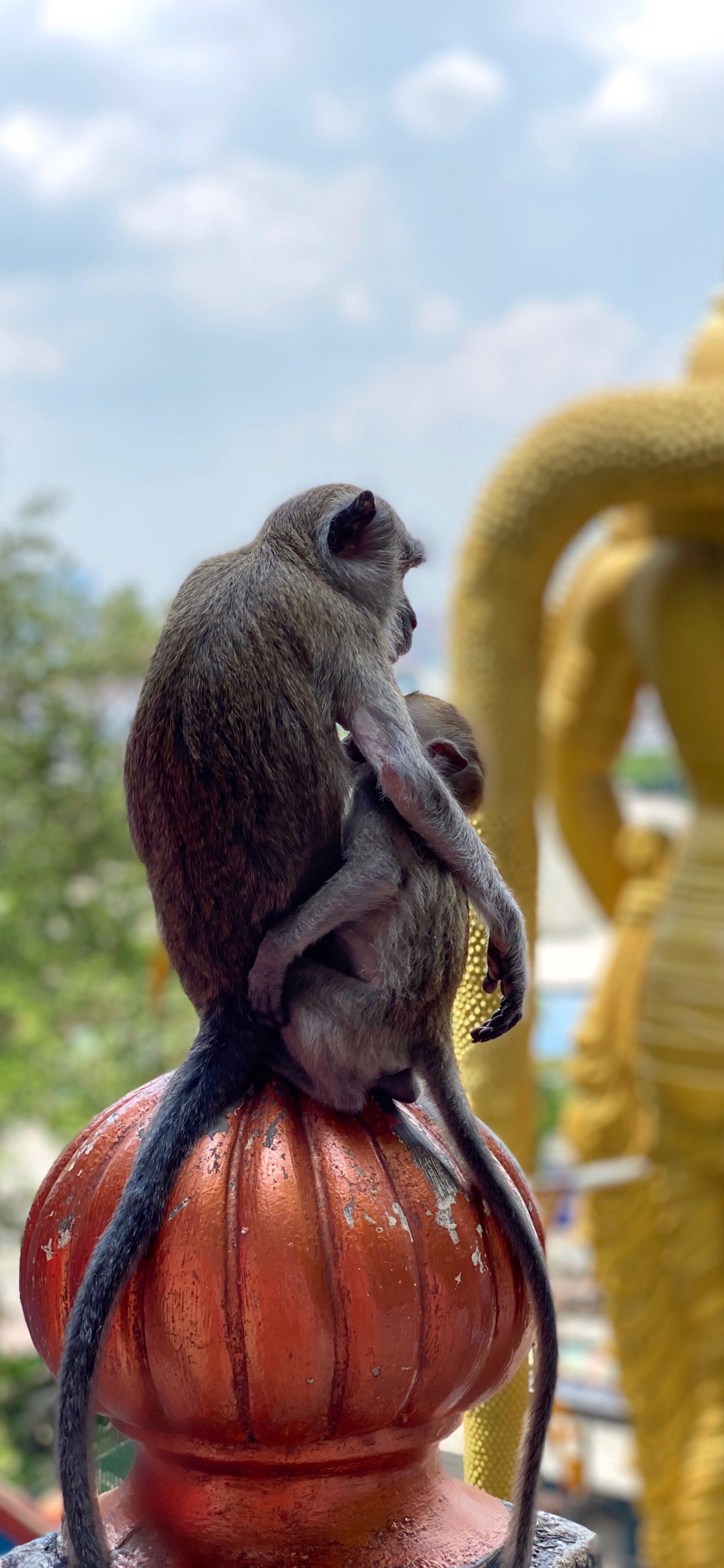 Обои обезьянка, Малайзия, Обезьяны, храм, Старый мир обезьян в разрешении 1242x2688