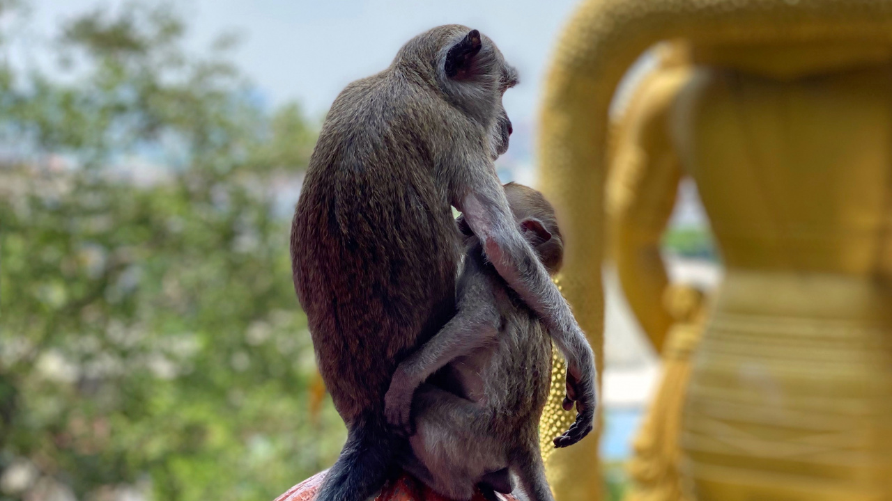Обои обезьянка, Малайзия, Обезьяны, храм, Старый мир обезьян в разрешении 1280x720