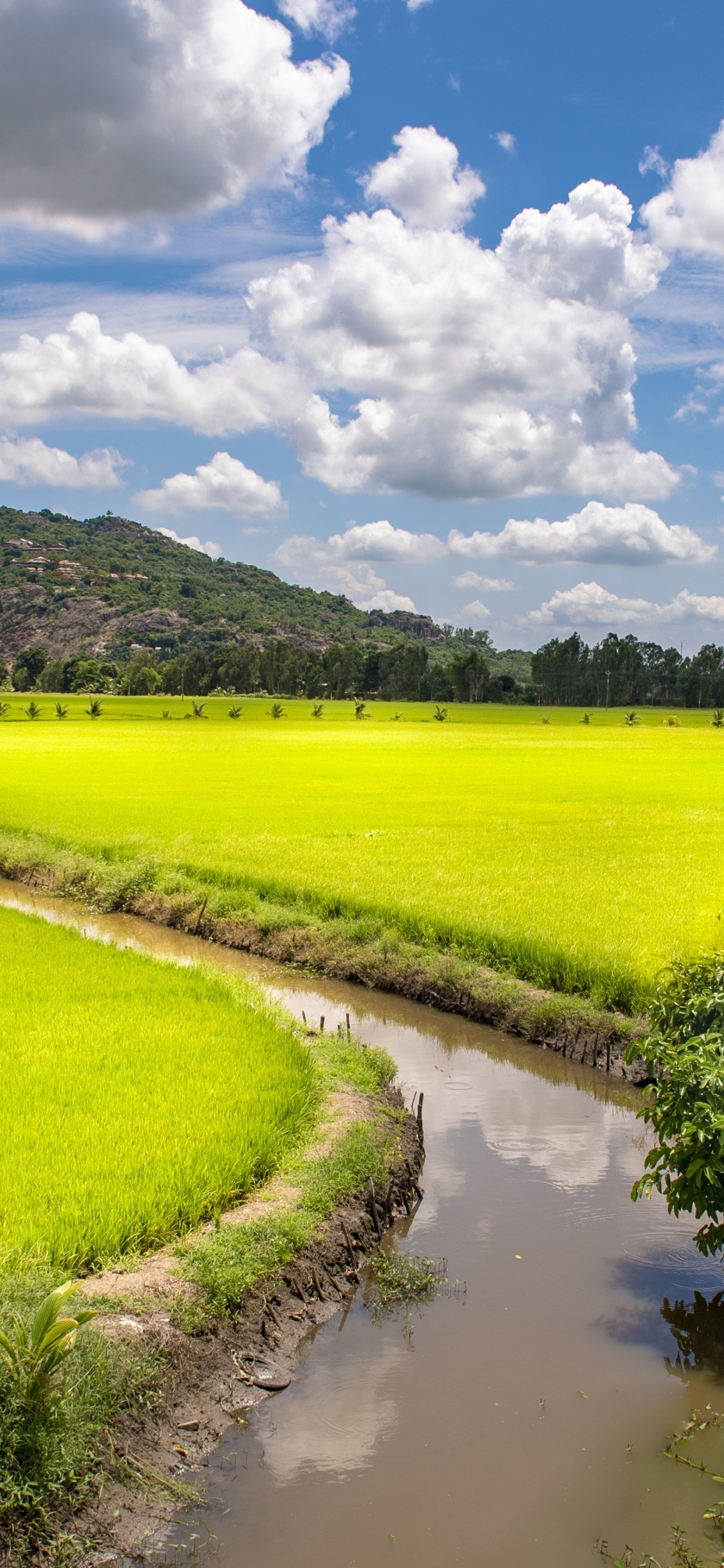 Обои поле, трнг хнх район, Хошимин, Камбоджа, путешествие в разрешении 1125x2436