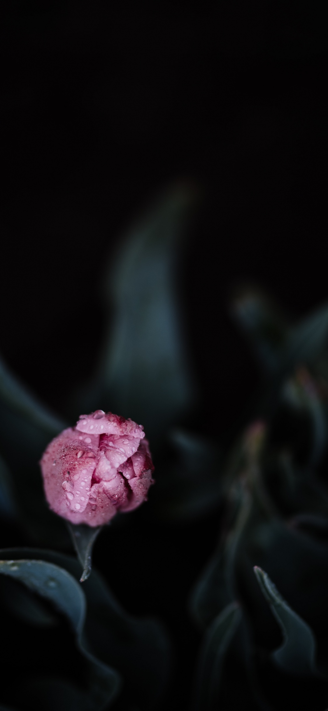 Обои семья Роуз, Роза, цветковое растение, розовый, лепесток в разрешении 1125x2436