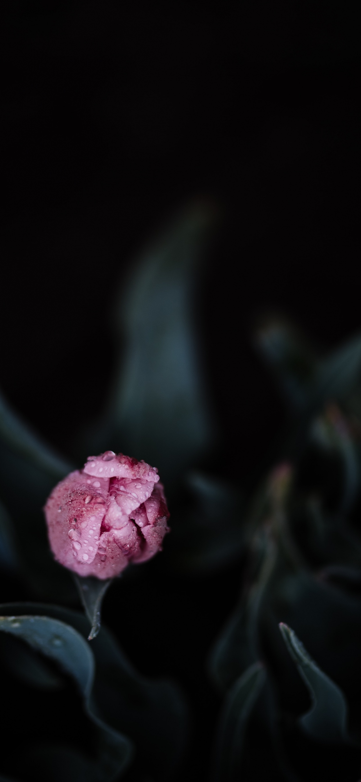 Обои семья Роуз, Роза, цветковое растение, розовый, лепесток в разрешении 1242x2688