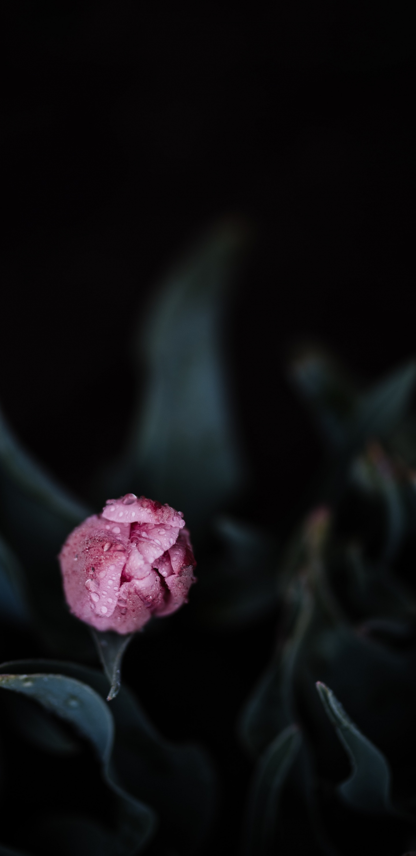 Обои семья Роуз, Роза, цветковое растение, розовый, лепесток в разрешении 1440x2960