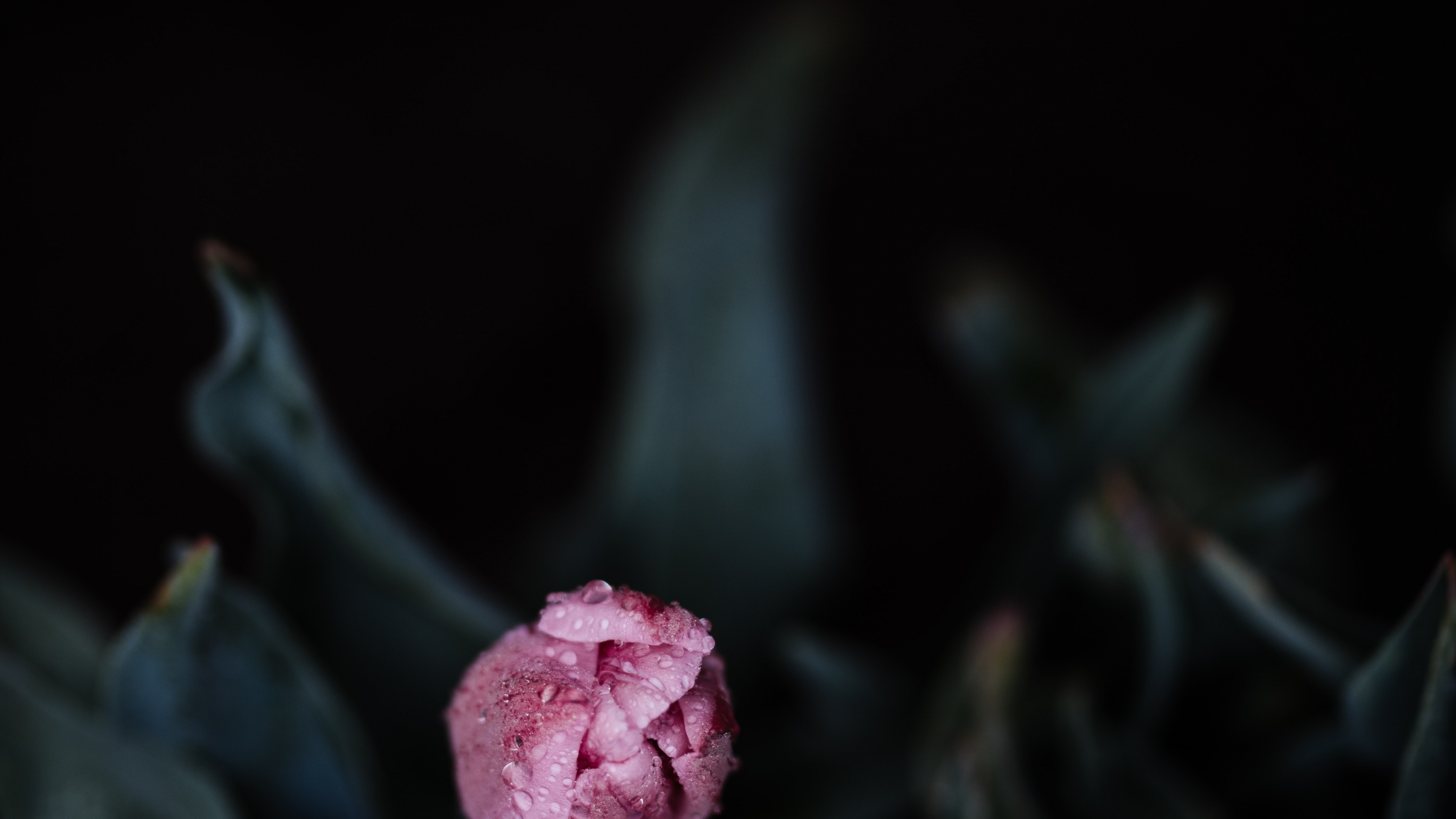 Обои семья Роуз, Роза, цветковое растение, розовый, лепесток в разрешении 3840x2160