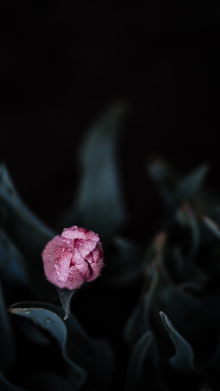 Обои семья Роуз, Роза, цветковое растение, розовый, лепесток в разрешении 750x1334