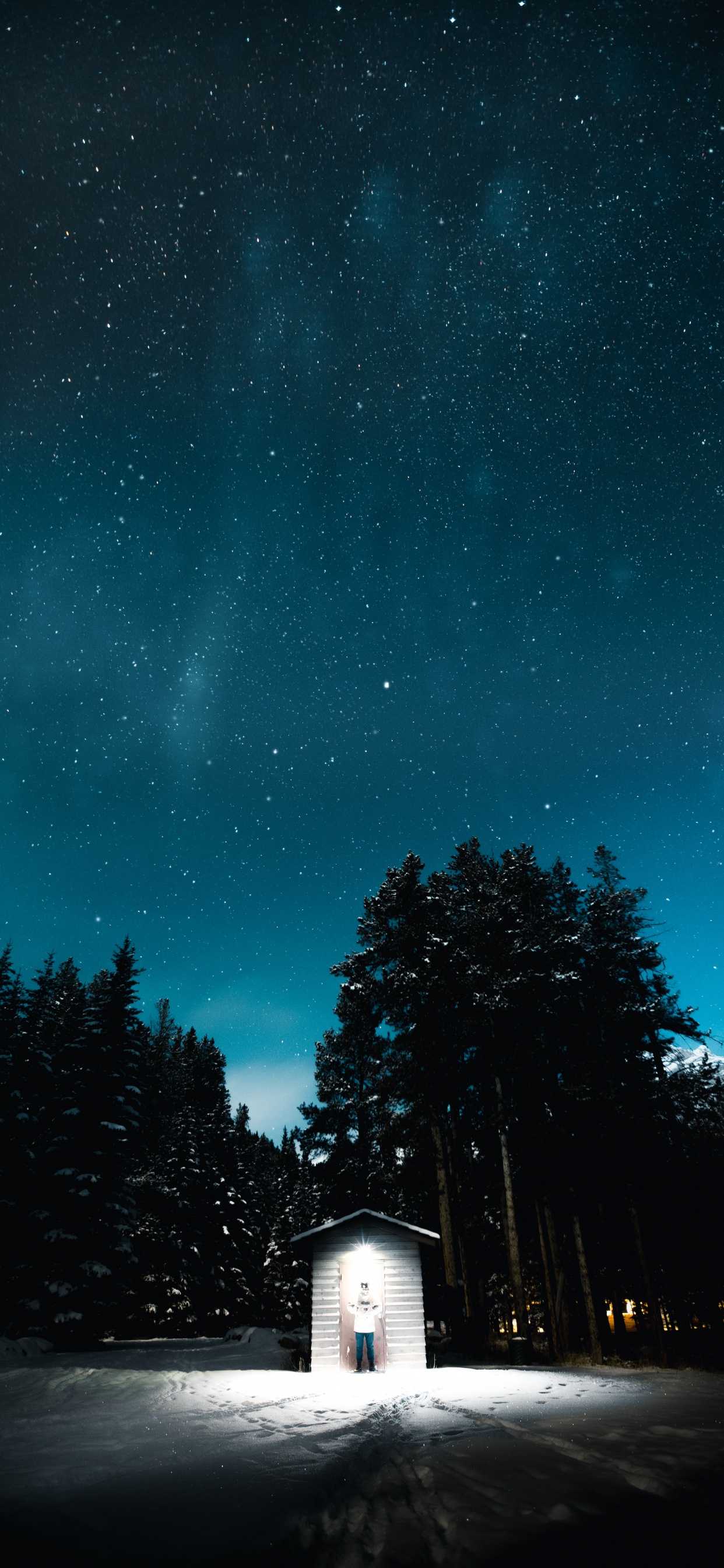 Обои ночь, черный, темнота, синий, дерево в разрешении 1242x2688