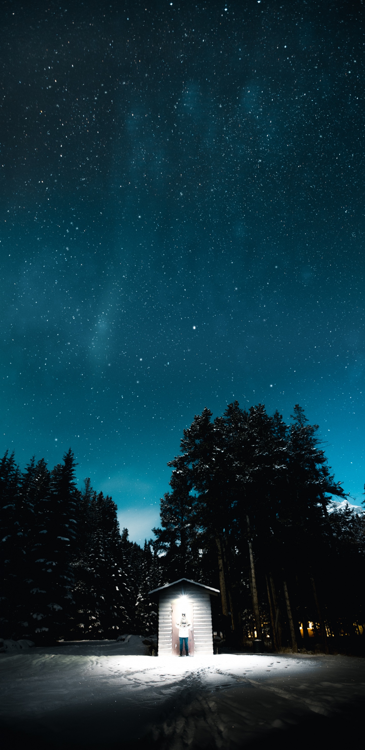 Обои ночь, черный, темнота, синий, дерево в разрешении 1440x2960