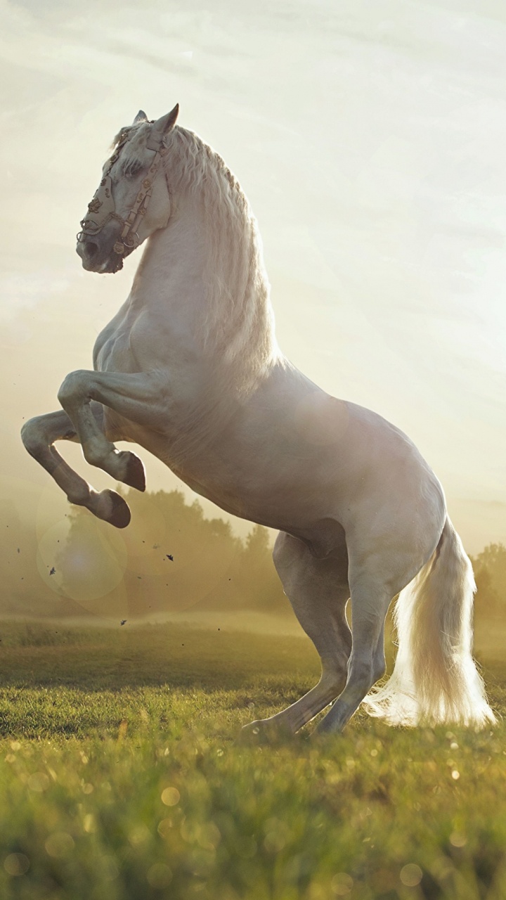Обои конь, жеребец, Мустанг лошадь, грива, выгон в разрешении 720x1280