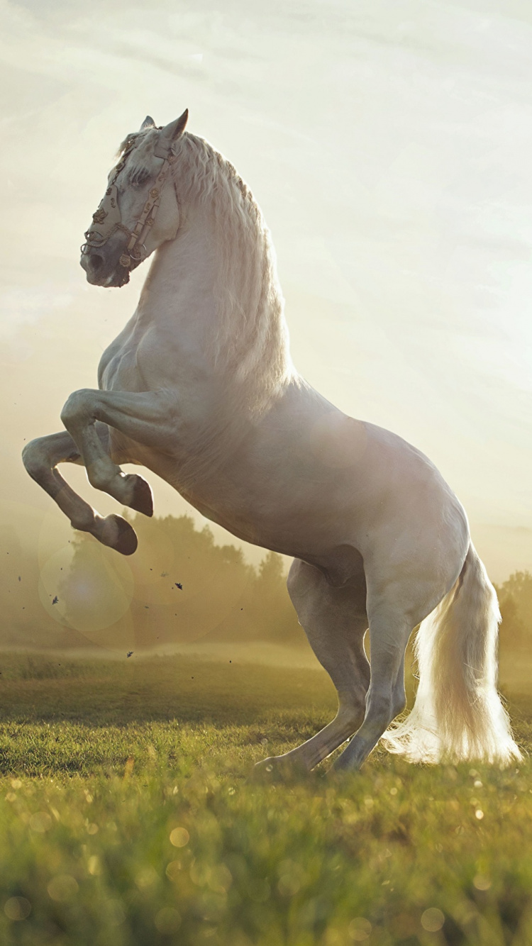 Обои конь, жеребец, Мустанг лошадь, грива, выгон в разрешении 750x1334
