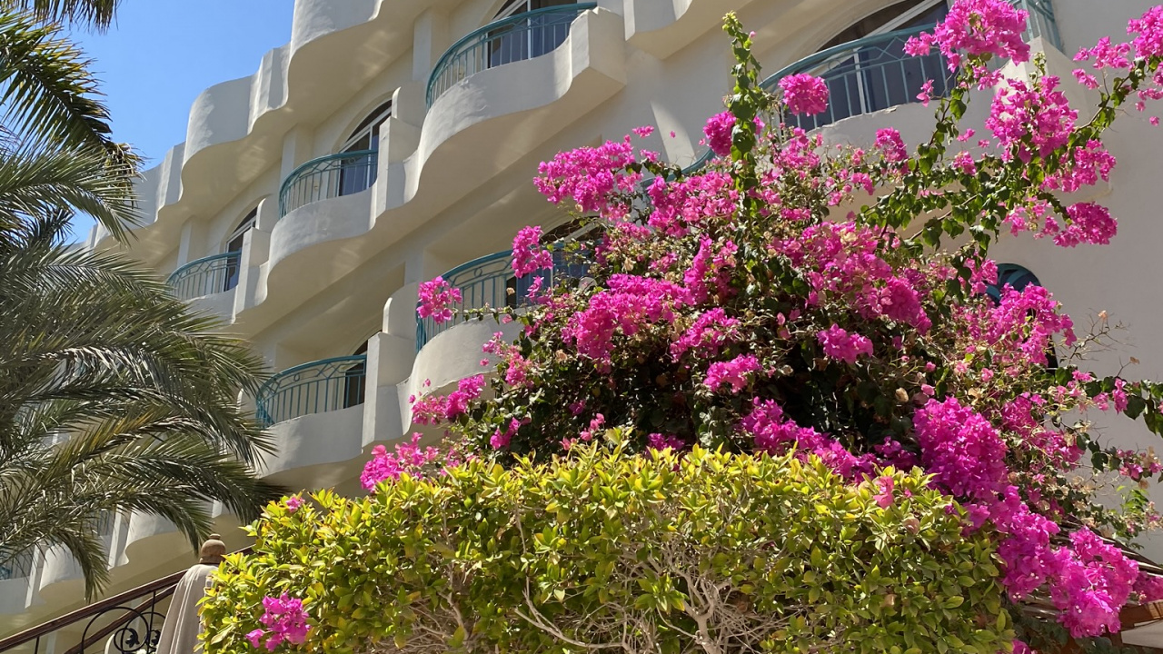 Обои цветок, пурпурный цвет, розовый, фасад, лепесток в разрешении 1280x720