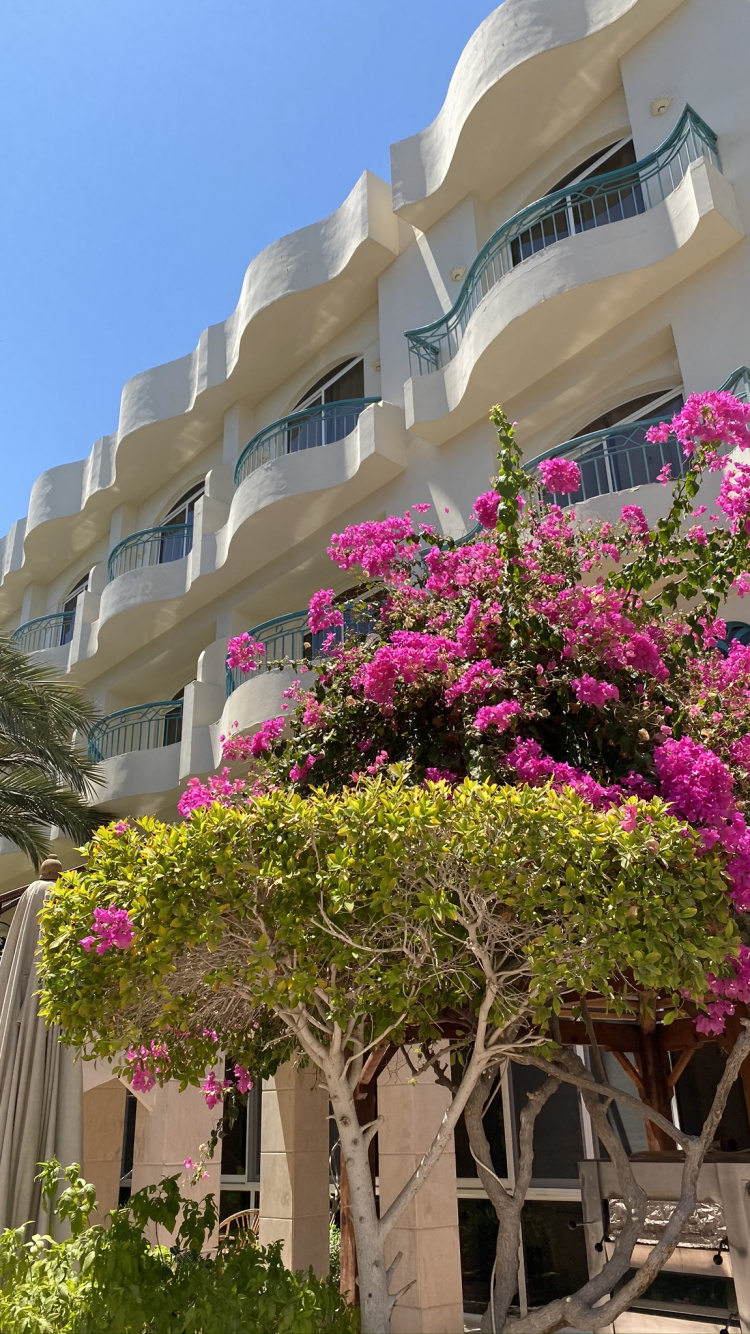 Обои цветок, пурпурный цвет, розовый, фасад, лепесток в разрешении 750x1334