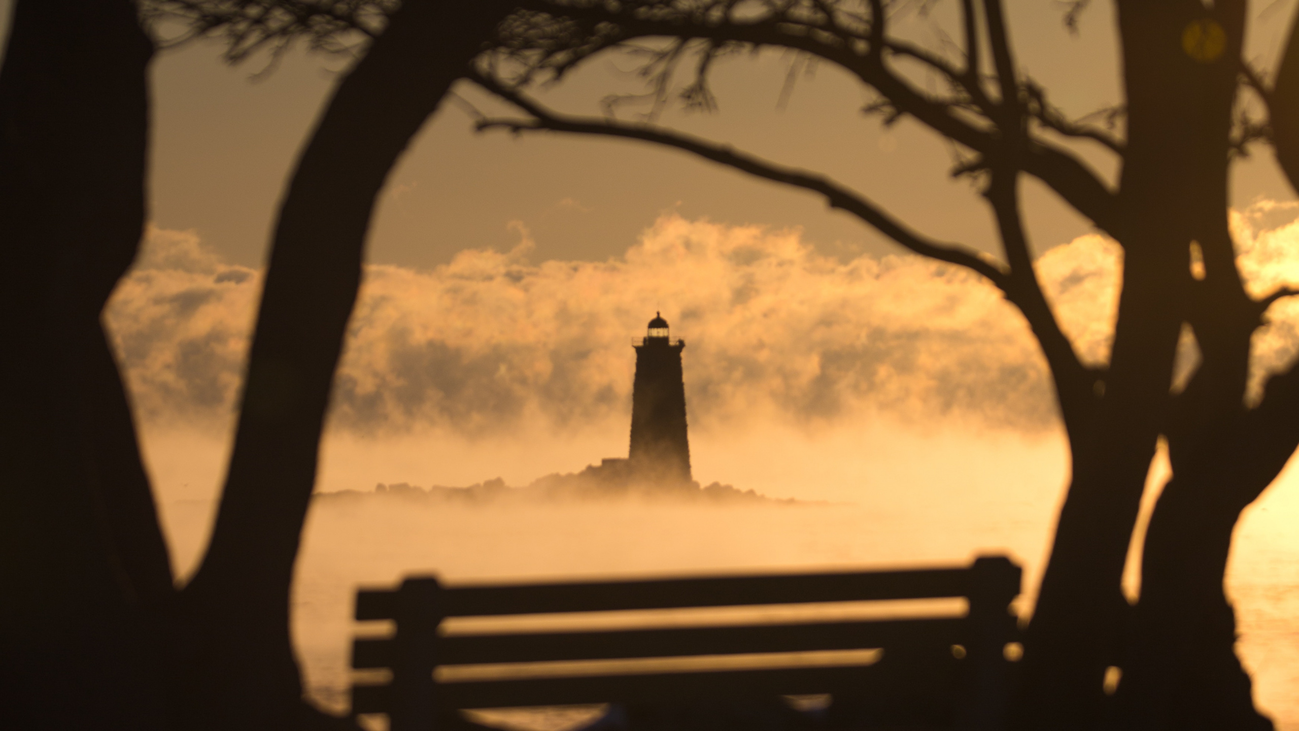 Обои дерево, вода, ветвь, древесные растения, атмосфера в разрешении 2560x1440