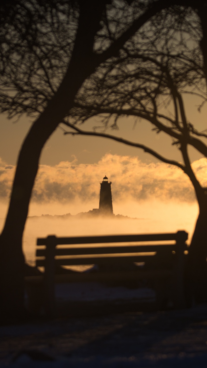 Обои дерево, вода, ветвь, древесные растения, атмосфера в разрешении 720x1280