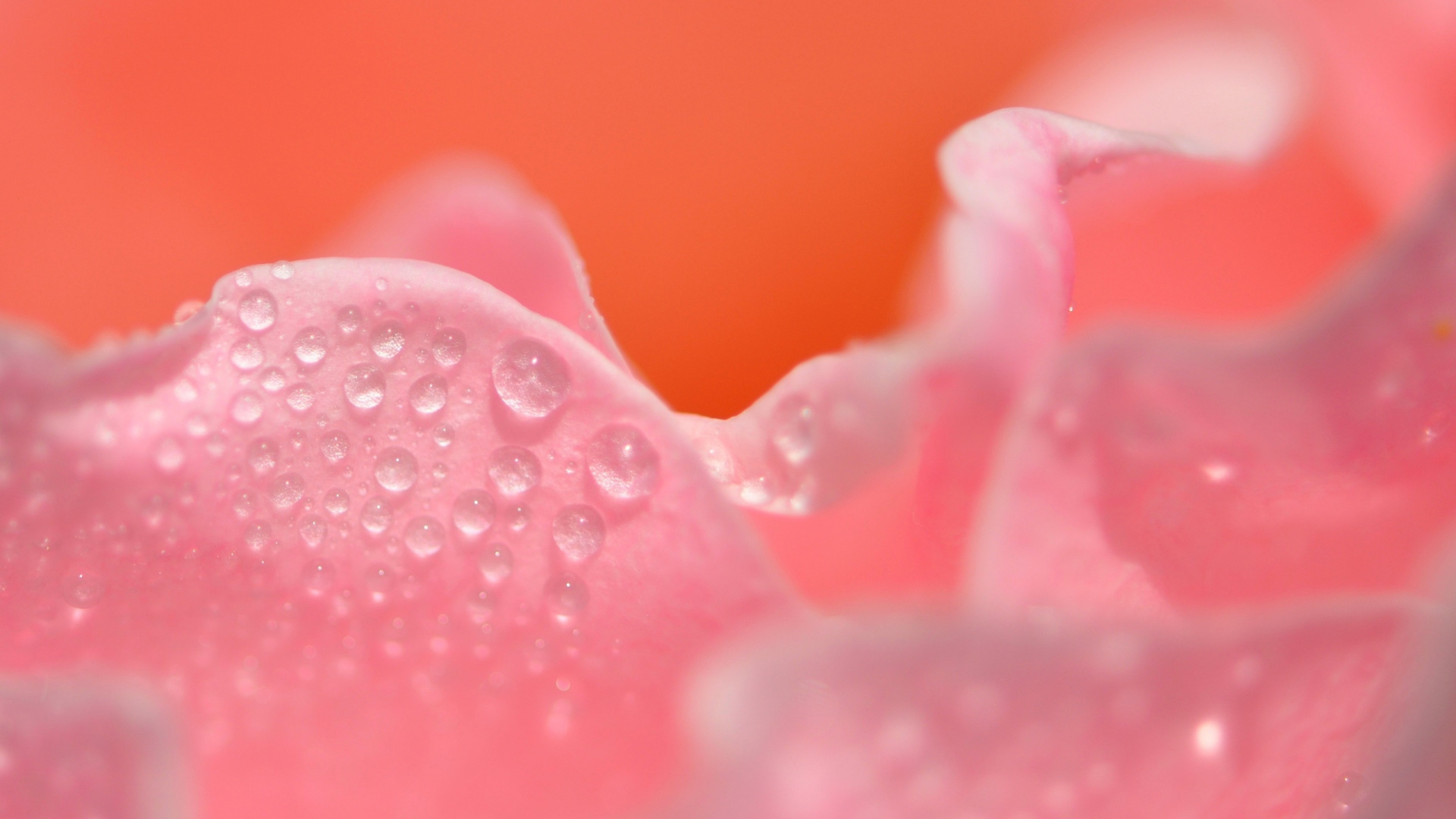 Обои лепесток, розовый, вода, роса, падение в разрешении 1920x1080