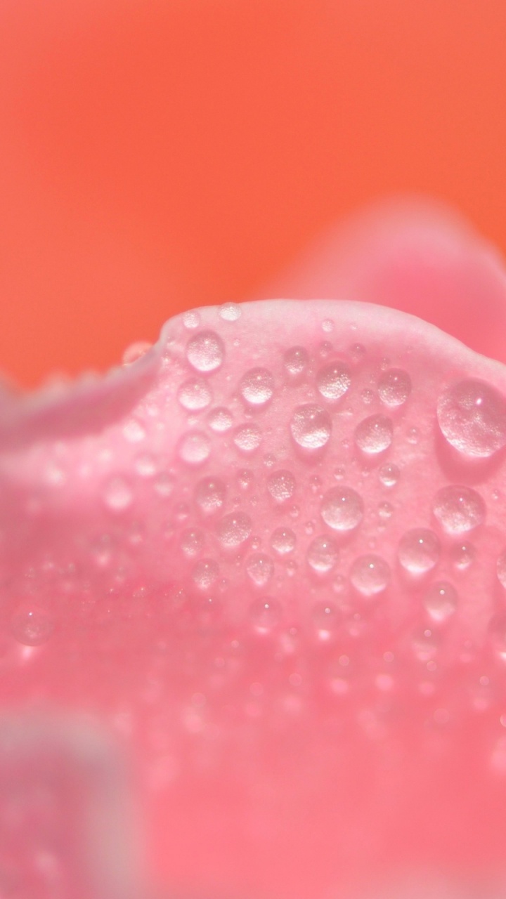 Обои лепесток, розовый, вода, роса, падение в разрешении 720x1280