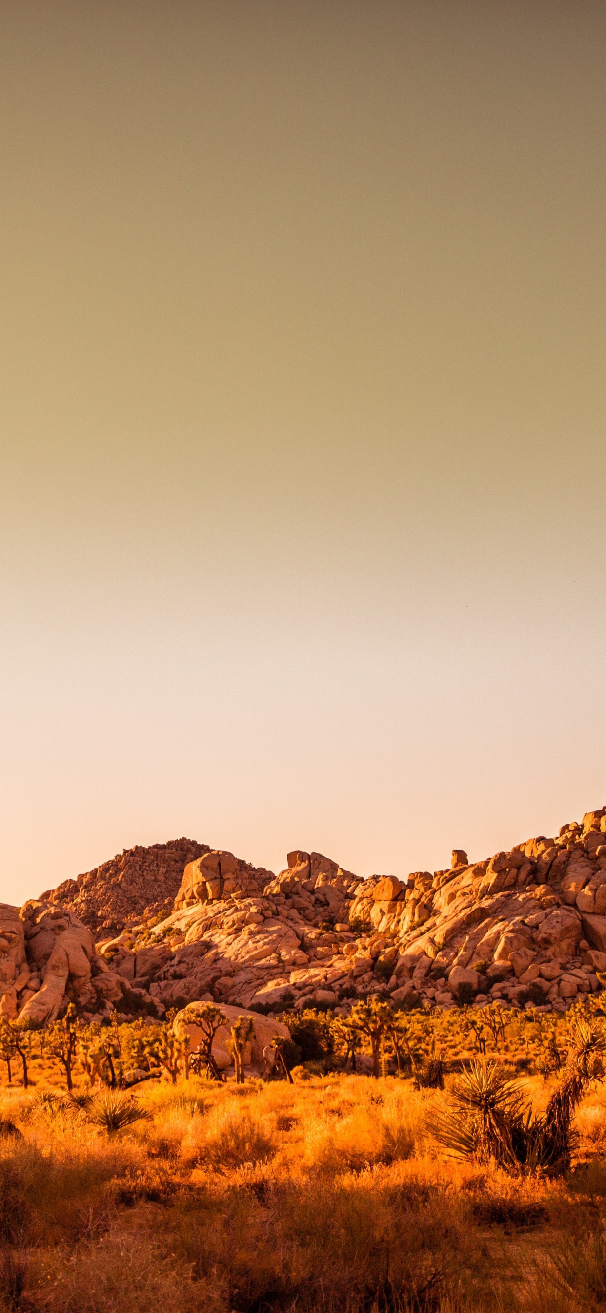 Обои дерево Джошуа национальный парк, Заповедник с видом на пустыню, Плотина Баркера, макарон, Мохаве в разрешении 1242x2688