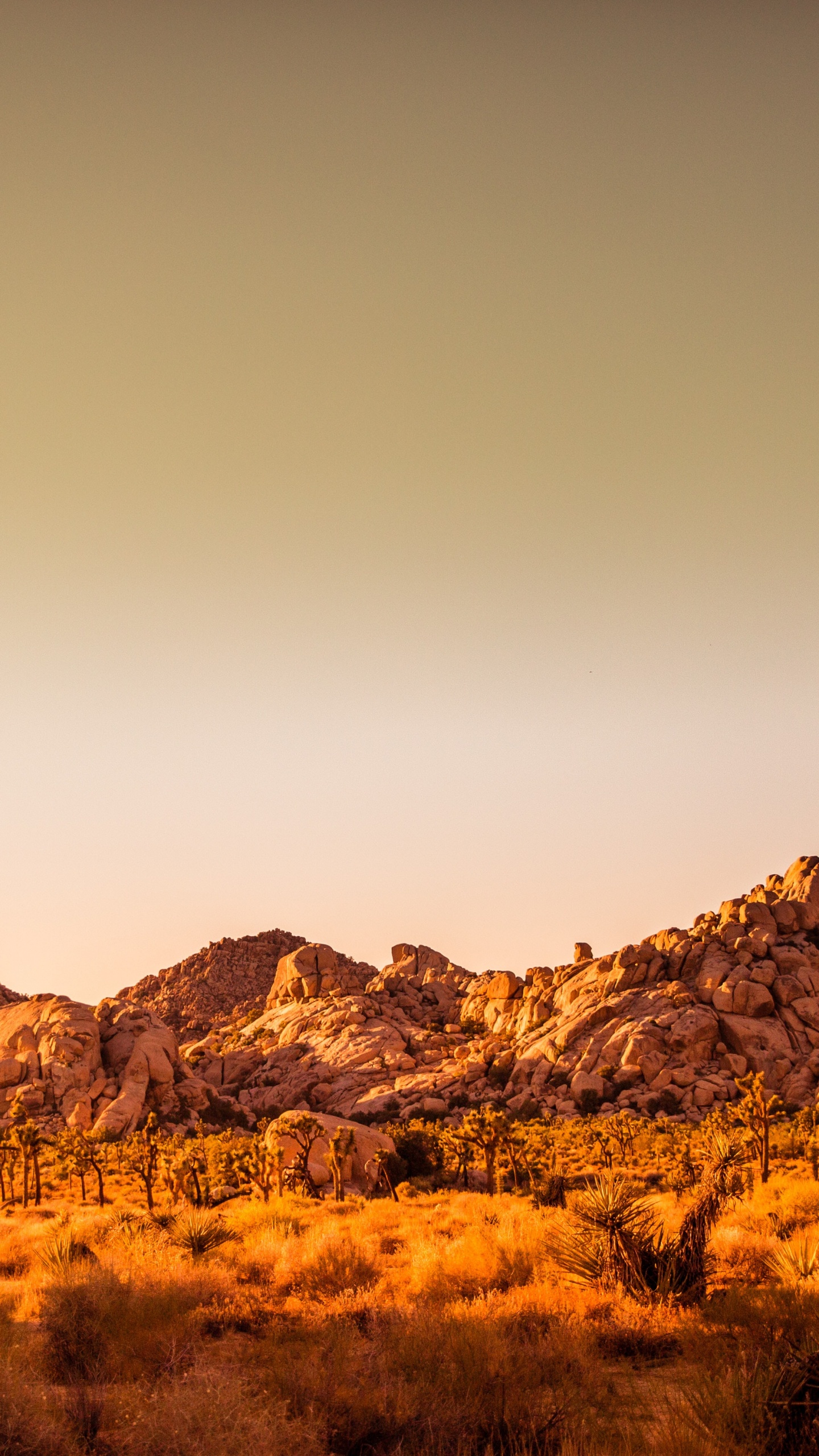 Обои дерево Джошуа национальный парк, Заповедник с видом на пустыню, Плотина Баркера, макарон, Мохаве в разрешении 1440x2560