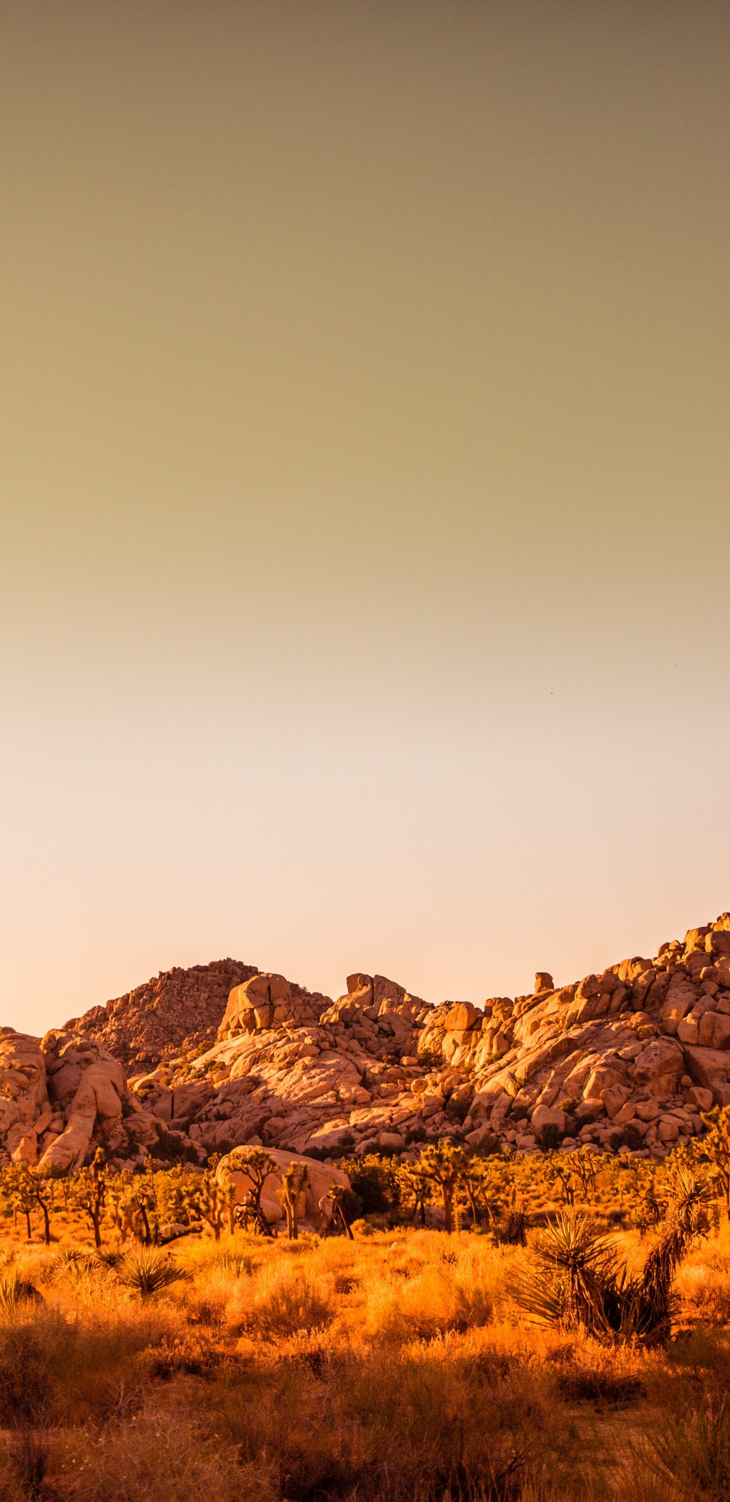 Обои дерево Джошуа национальный парк, Заповедник с видом на пустыню, Плотина Баркера, макарон, Мохаве в разрешении 1440x2960