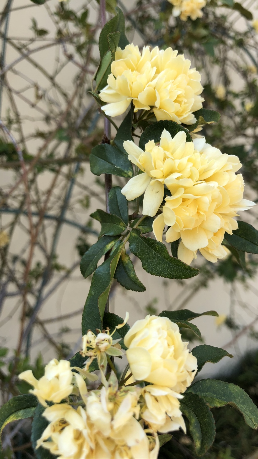 Обои Банков леди Роуз, сад роз, семья Роуз, цветочный дизайн, столистная роза в разрешении 1080x1920