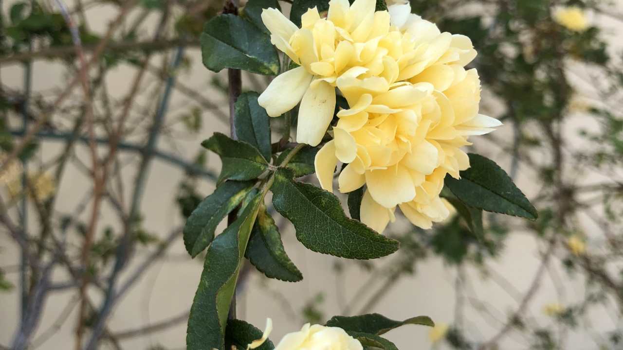 Обои Банков леди Роуз, сад роз, семья Роуз, цветочный дизайн, столистная роза в разрешении 1280x720