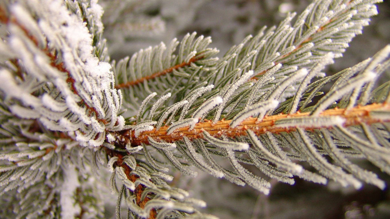 Обои мороз, ветвь, замораживание, ель, зима в разрешении 1366x768