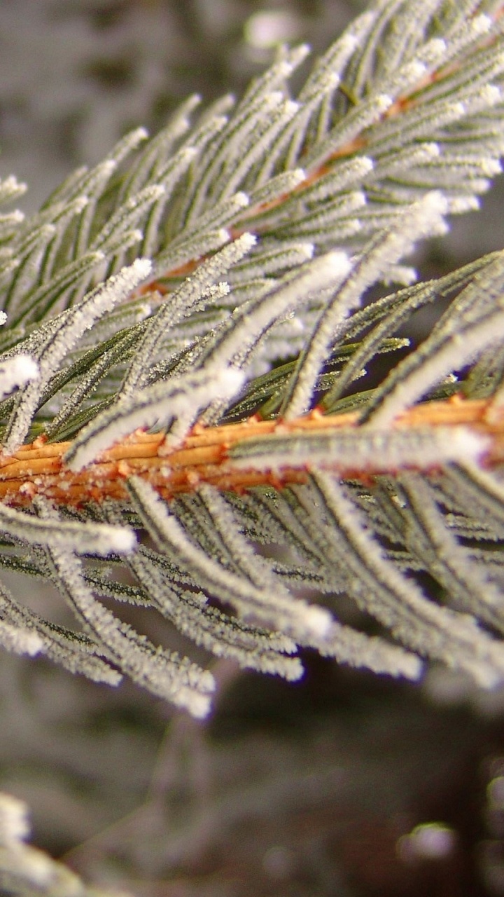 Обои мороз, ветвь, замораживание, ель, зима в разрешении 720x1280